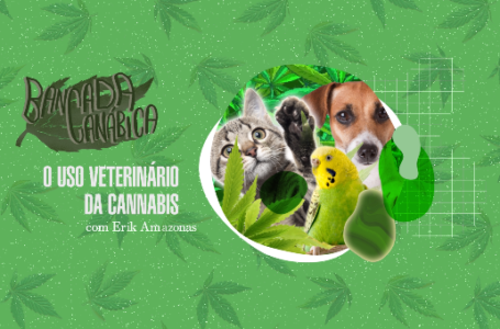 Bancada Canábica 2.5 – Como a cannabis pode ajudar o seu pet